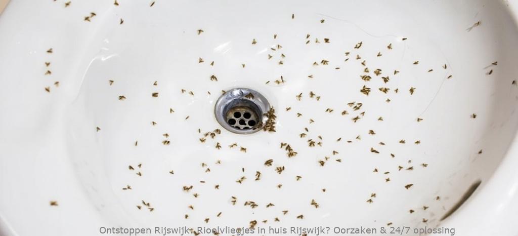 Rioolvliegjes in huis Rijswijk? Oorzaken & 24/7 oplossing